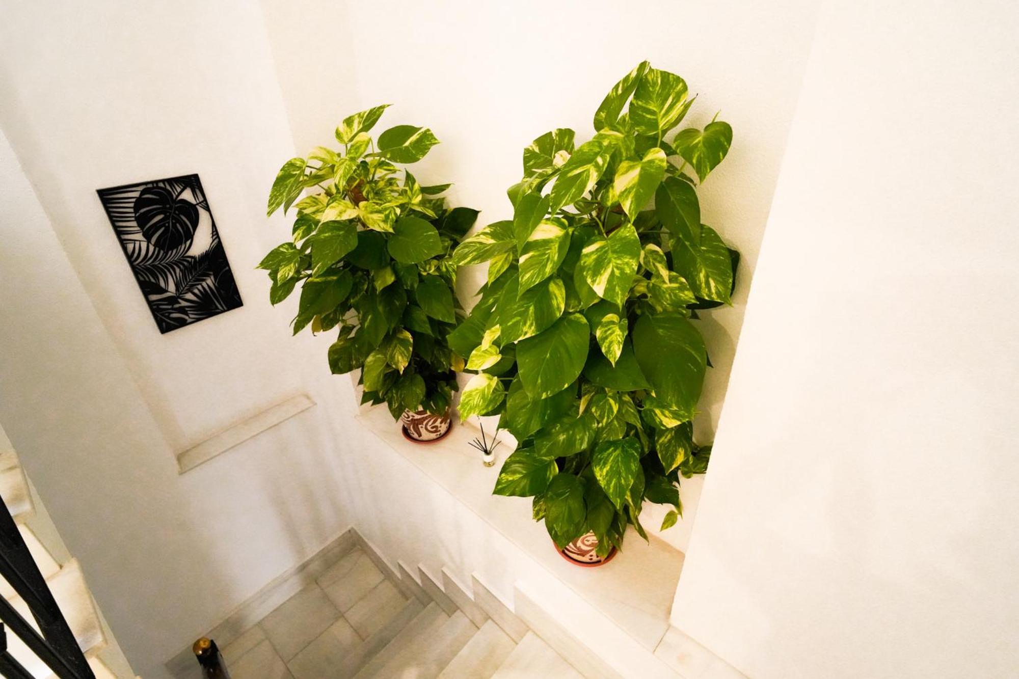 Apartment Consistorio Live *